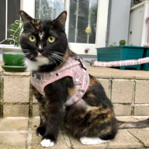 AirFit™ Harness & Leash Set
