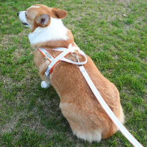 BreezeFit™ Dog Harness & Leash Set
