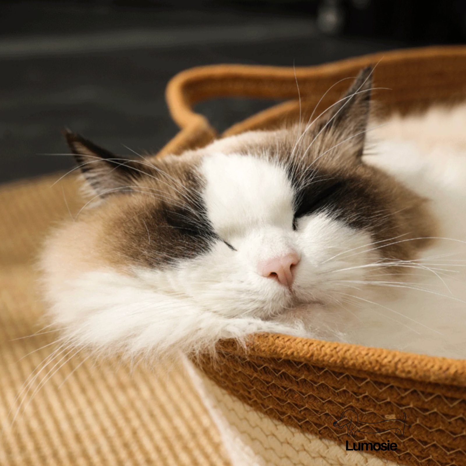 Cats Scratch Pad Bed - Image 4